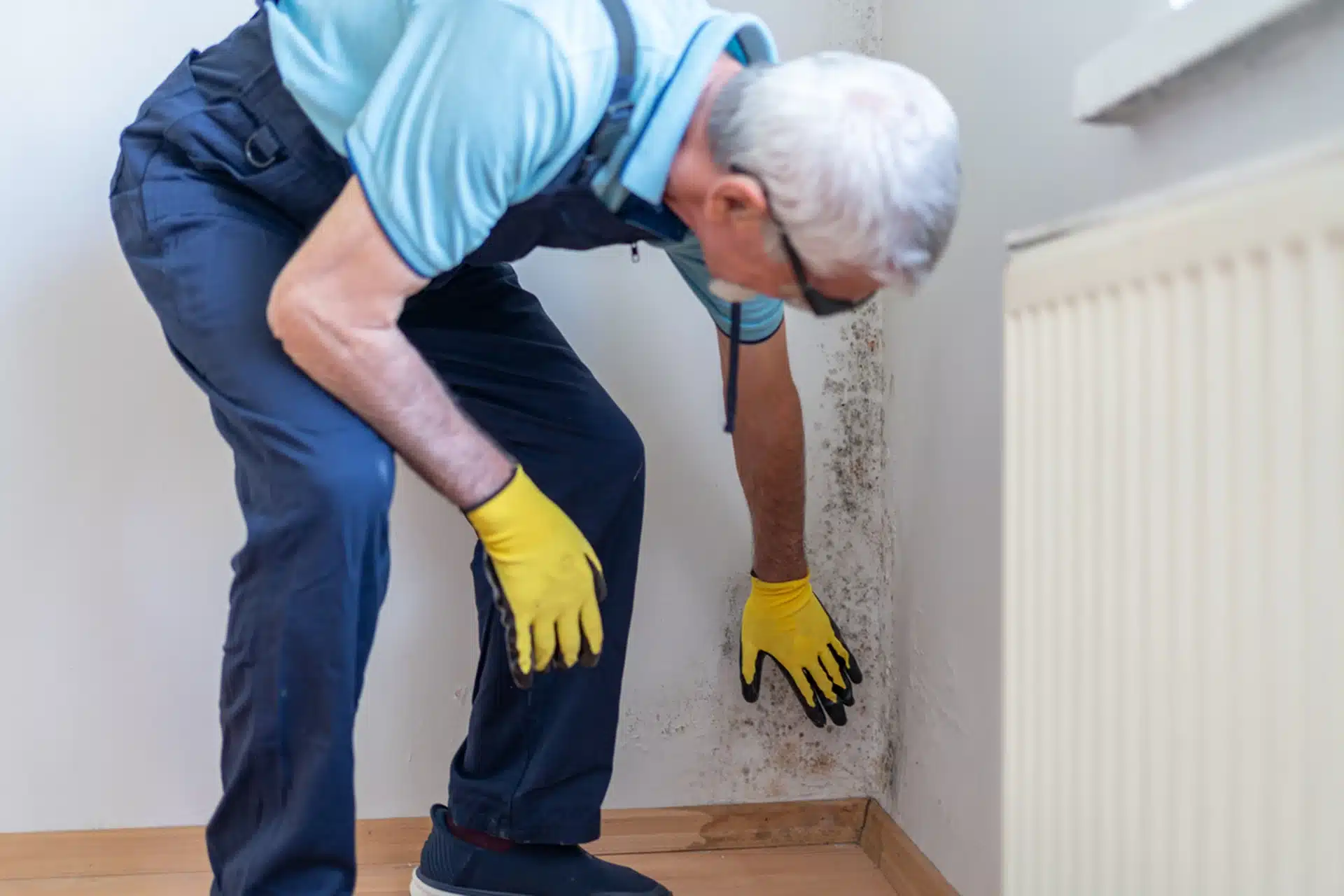 Restoration technician inspecting black mold growth on an interior wall